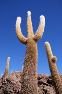 Isla del pescado, salar de uyuni, Bolivya