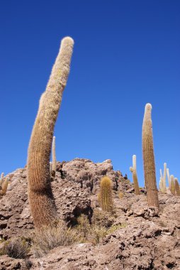 Isla del pescado, salar de uyuni, Bolivya