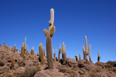 Isla del pescado, salar de uyuni, Bolivya