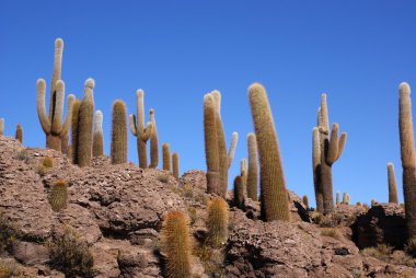 Isla del pescado, salar de uyuni, Bolivya