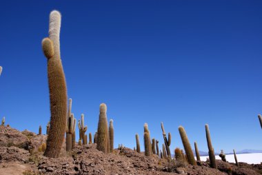 Isla del pescado, salar de uyuni, Bolivya