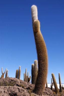 Isla del pescado, salar de uyuni, Bolivya