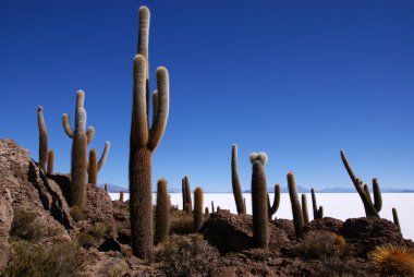 Isla del pescado, salar de uyuni, Bolivya