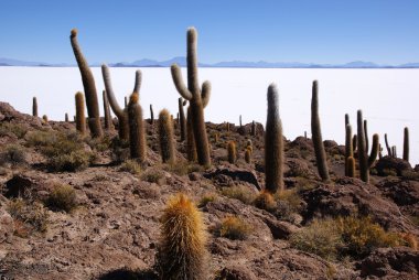 Isla del pescado, salar de uyuni, Bolivya