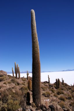 Isla del pescado, salar de uyuni, Bolivya