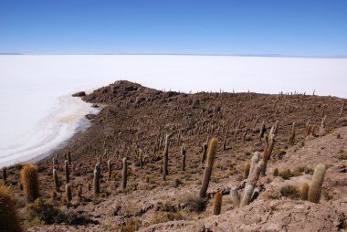 Isla del pescado, salar de uyuni, Bolivya