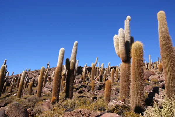 stock image Isla del Pescado, Salar de Uyuni, Bolivia