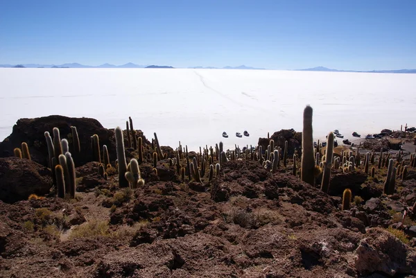 Isla del Pescado, Salar de Uyuni, Bolivia — Stock Photo, Image
