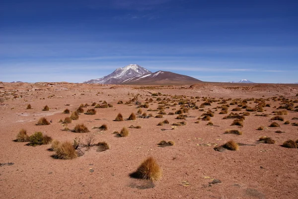 Eduardo avaroa andské fauny národní rezervy, Bolívie — Stock fotografie