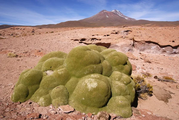 stock image Eduardo Avaroa Andean Fauna National Reserve, Bolivia