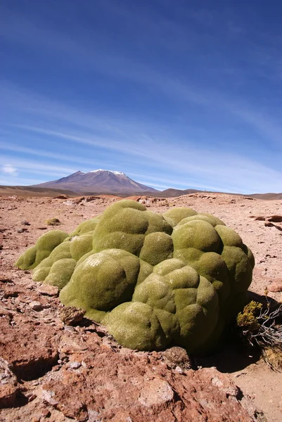 stock image Eduardo Avaroa Andean Fauna National Reserve, Bolivia