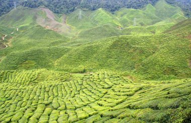 çay plantasyon, cameron highlands, Malezya