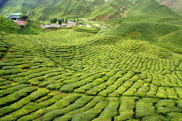 Plantation de thé, Cameron Highlands, Malaisie — Photo