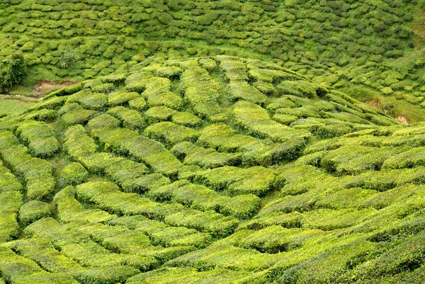 Plantação de chá, Cameron Highlands, Malásia — Fotografia de Stock