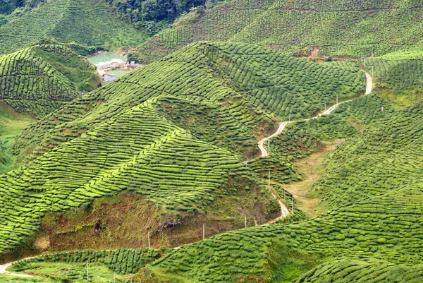 Tea plantation, Cameron Highlands, Malaysia — Stock Photo, Image