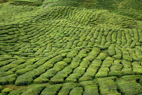 Piantagione di tè, Cameron Highlands, Malesia — Foto Stock