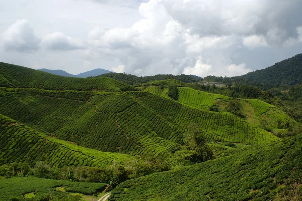 Plantación de té, Cameron Highlands, Malasia — Foto de Stock