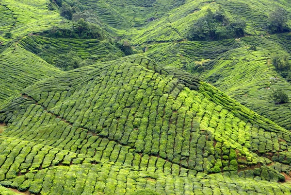 Plantation de thé, Cameron Highlands, Malaisie — Photo