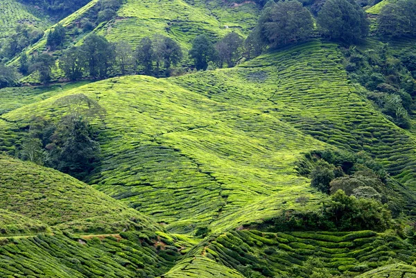 Teplantage, cameron highlands, malaysia — Stockfoto