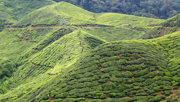 Piantagione di tè, Cameron Highlands, Malesia — Foto Stock