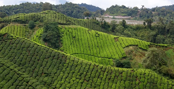 Чайная плантация, Кэмерон Хайлендс, Малайзия — стоковое фото