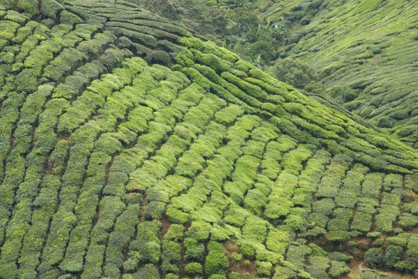 Teeplantage, cameron highlands, malaysia — Stockfoto