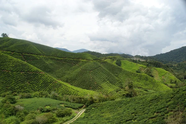 Çay plantasyon, cameron highlands, Malezya — Stok fotoğraf