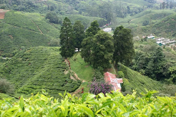 Çay plantasyon, cameron highlands, Malezya — Stok fotoğraf