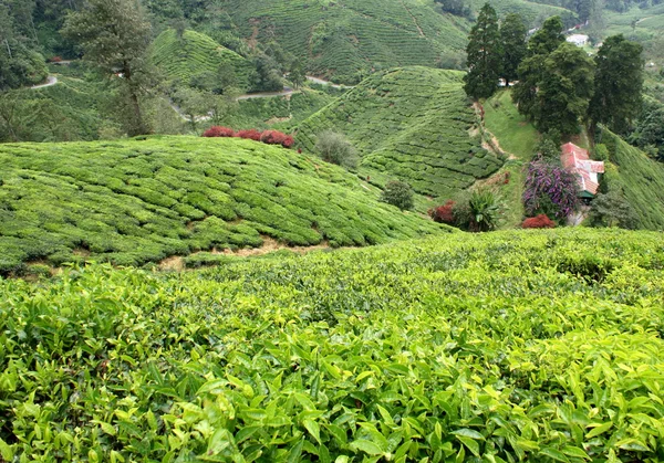 茶园，金马伦高原马来西亚 — 图库照片