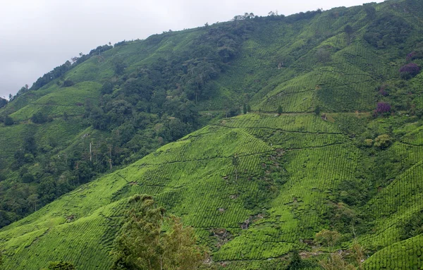 Teeplantage, cameron highlands, malaysia — Stockfoto