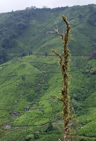 Thee plantage, cameron highlands, Maleisië — Stockfoto