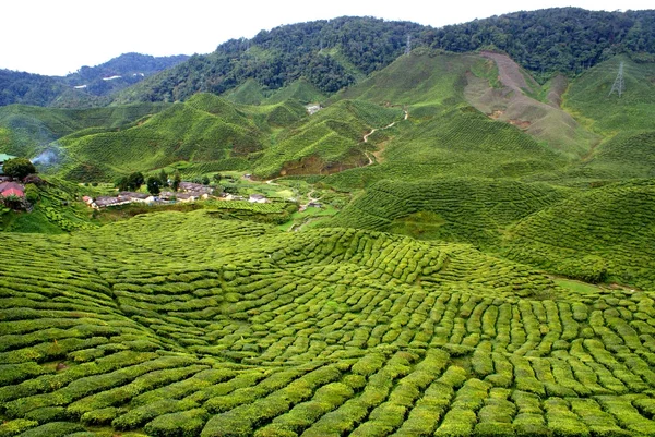 Чайная плантация, Кэмерон Хайлендс, Малайзия — стоковое фото