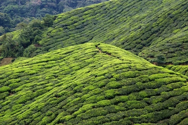 Plantação de chá, Cameron Highlands, Malásia — Fotografia de Stock