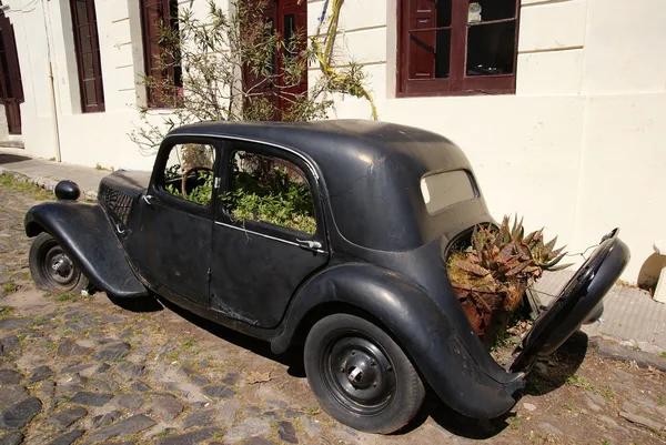 stock image Flowerpot, Colonia del Sacramento, Uruguay