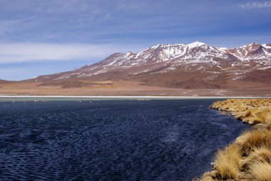 Laguna celeste, flamingolar, Bolivya