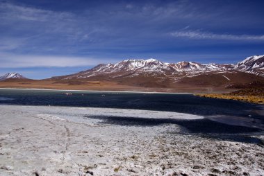 Laguna celeste, flamingolar, Bolivya