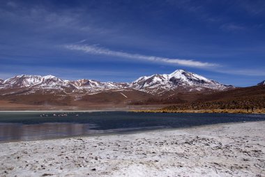 Laguna celeste, flamingolar, Bolivya