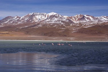 Laguna celeste, flamingolar, Bolivya