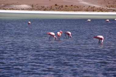 Laguna celeste, flamingolar, Bolivya