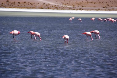 Laguna celeste, flamingolar, Bolivya