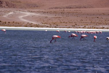 Laguna celeste, flamingolar, Bolivya