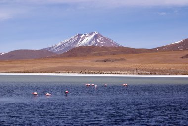 Laguna celeste, flamingolar, Bolivya