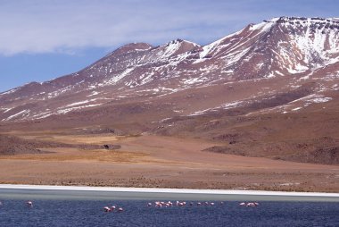 Laguna celeste, flamingolar, Bolivya