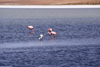 Laguna celeste, flamingolar, Bolivya