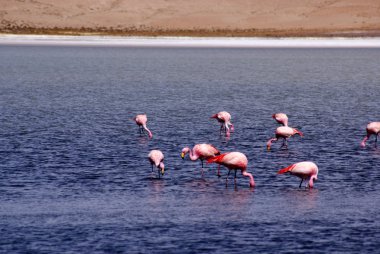 Laguna celeste, flamingolar, Bolivya