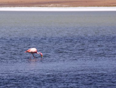 Laguna celeste, flamingolar, Bolivya