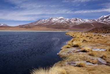 Laguna celeste, flamingolar, Bolivya