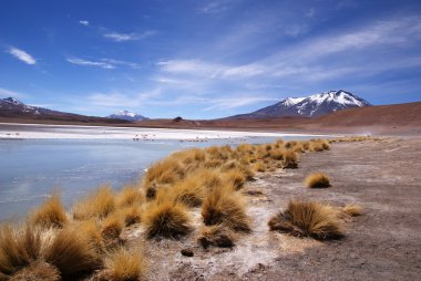 Laguna celeste, flamingolar, Bolivya