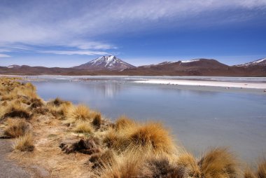 Laguna celeste, flamingolar, Bolivya