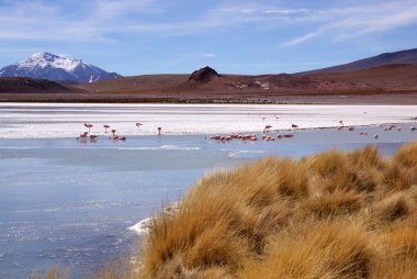 Laguna celeste, flamingolar, Bolivya